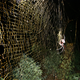 Illustration for article titled Scientists Discover the Largest Orbweaving Spider in the World